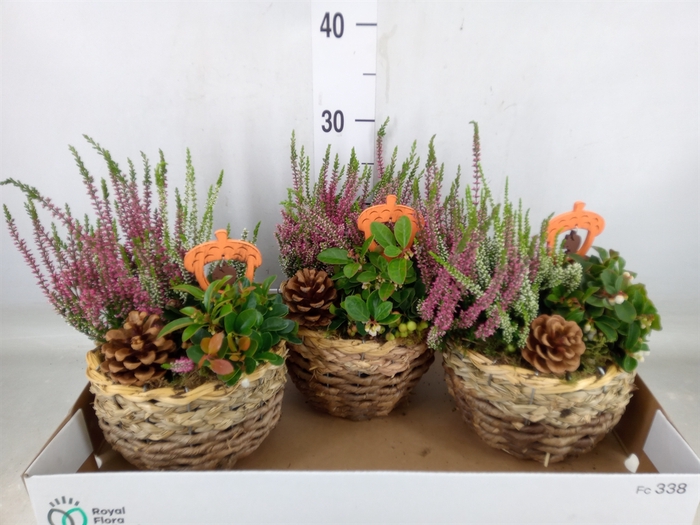 <h4>Arr.   Tuinplanten L%</h4>