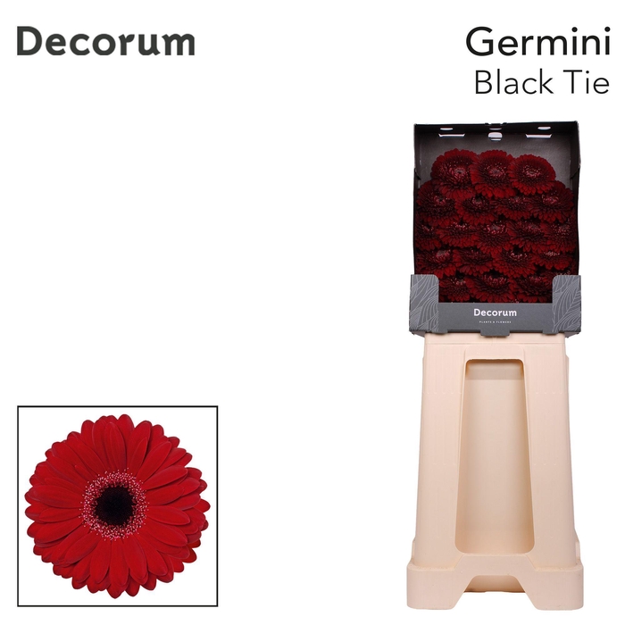 <h4>Germini Black Tie Diamond</h4>