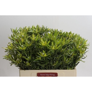 Leucadendron Pisa Spray