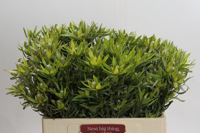 <h4>Leucadendron Pisa Spray</h4>