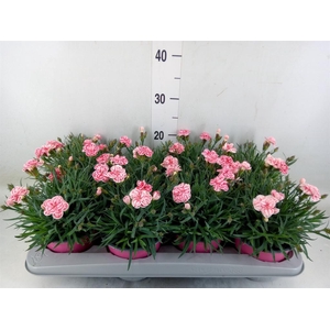 Dianthus  'Raspberry Eyes'