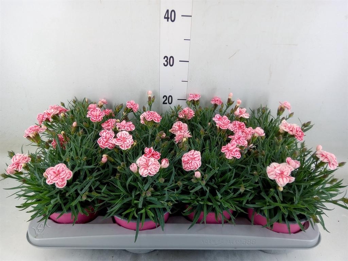 <h4>Dianthus  'Raspberry Eyes'</h4>