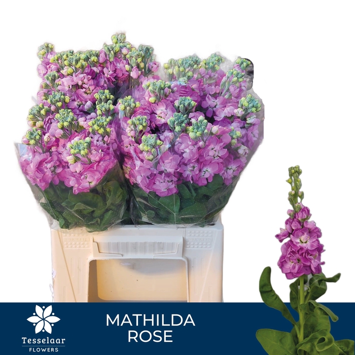 <h4>MATTH MATHILDA ROSE</h4>