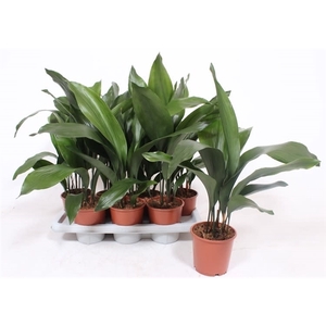 Aspidistra elatior