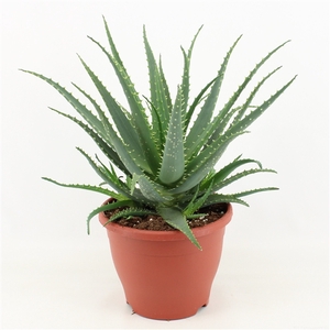 Aloe Arborescens P23