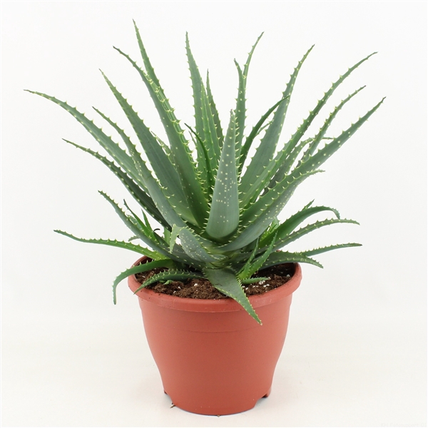 <h4>Aloe Arborescens P23</h4>