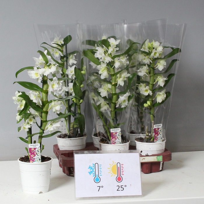 <h4>DENDR N SC APOLLON</h4>