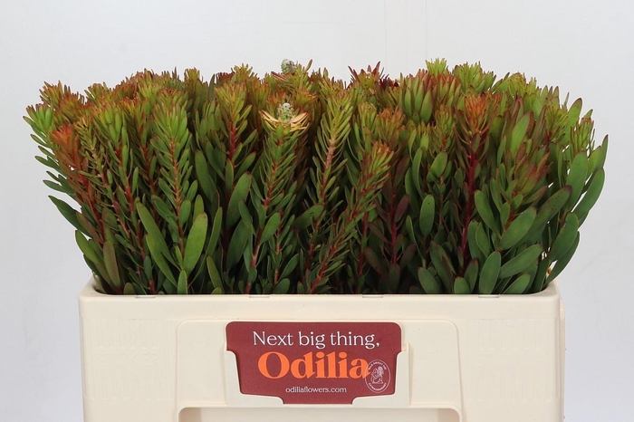 <h4>LEUCAD SAF SUNSET</h4>