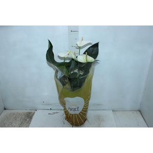 ANTHURIUM SUMI P17