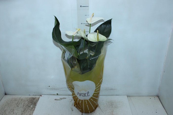 <h4>ANTHURIUM SUMI P17</h4>