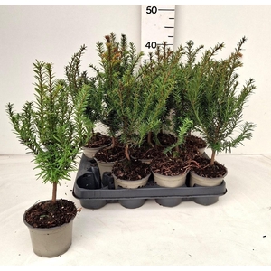 TAXUS BACCATA