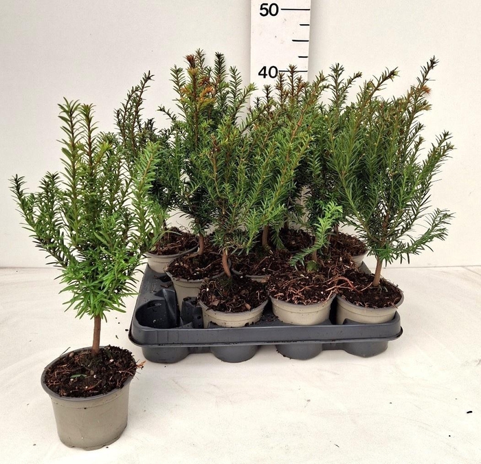 <h4>TAXUS BACCATA</h4>