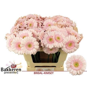 Ge Mi Bridal Kimsey 08 CM,AQUA,(NL),(20)