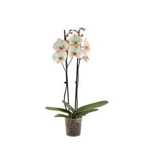 Phal I Am Tropicana 2T14+ (24 uur levertijd)