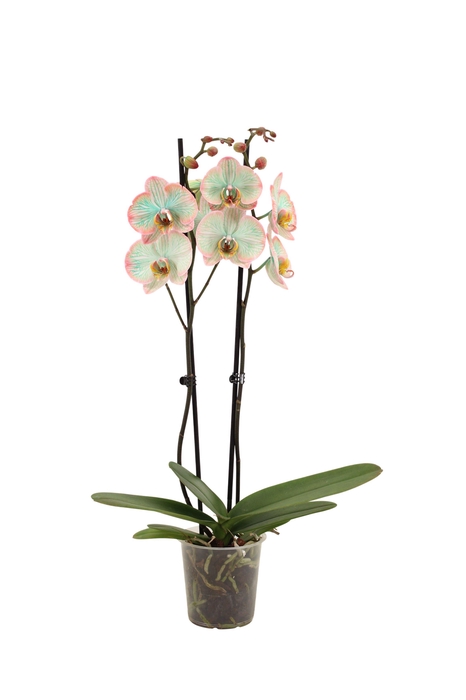 <h4>Phal I Am Tropicana 2T14+ (24 uur levertijd)</h4>