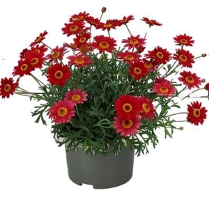 Argyranthemum La Rita 
