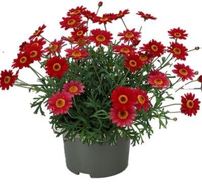 <h4>Argyranthemum La Rita "Scarlet"</h4>