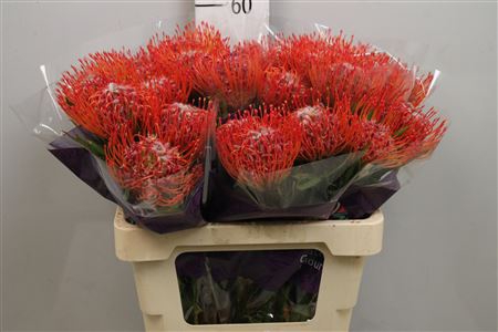 <h4>Leuco Tango</h4>