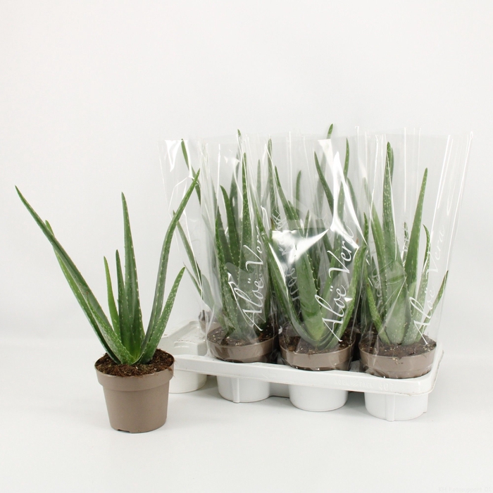 <h4>ALOE VERA</h4>