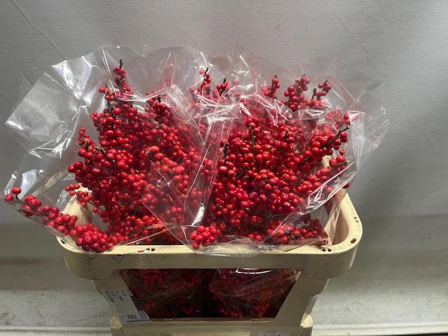 <h4>ILEX VE RODE BES</h4>