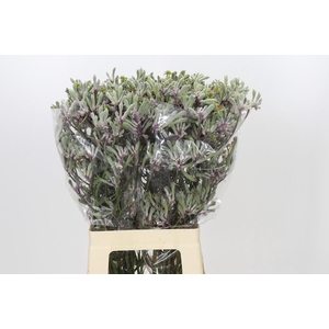 Anigozanthos Lilac Queen
