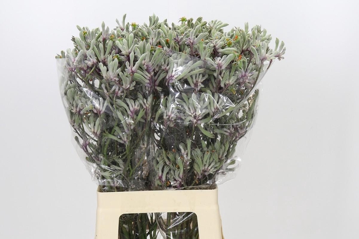 <h4>Anigozanthos Lilac Queen</h4>