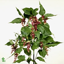 LEYCESTERIA FORMOSA