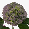 Hydrangea verena blue classic