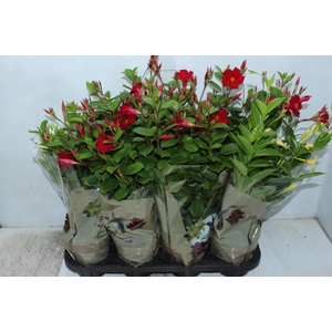 DIPLADENIA PICOLI P14 VARIADO