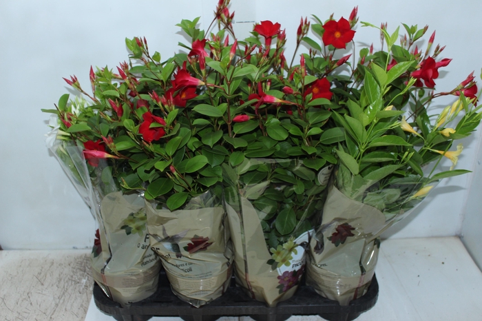 DIPLADENIA PICOLI P14 VARIADO