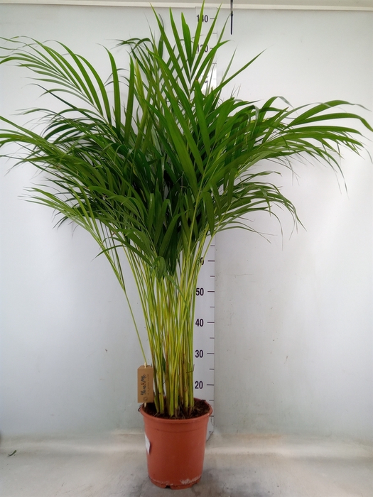 <h4>Dypsis lutescens   ...Chrysalidoca</h4>