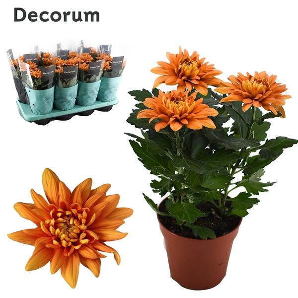<h4>Chrysanthemum Indicum Grp Durango</h4>