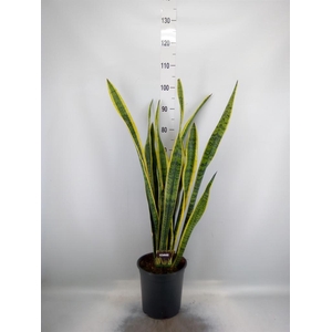 Sansevieria trifa. 'Laurentii'