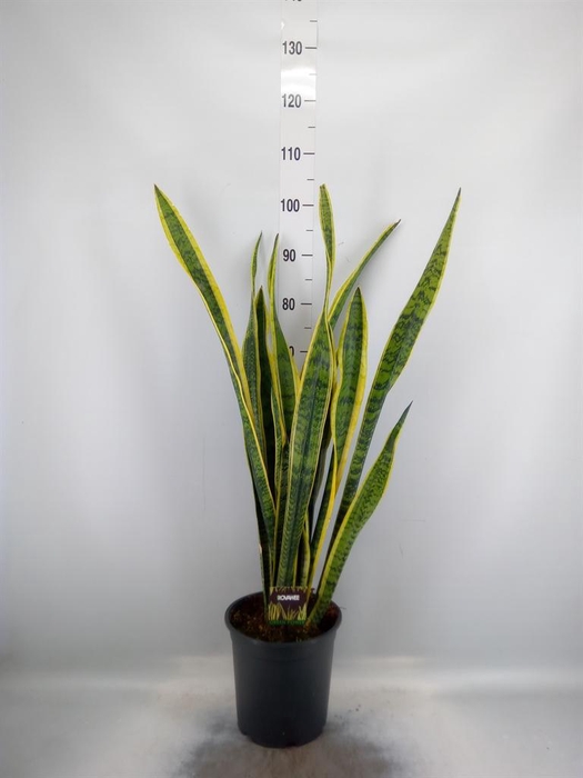 <h4>Sansevieria trifa. 'Laurentii'</h4>