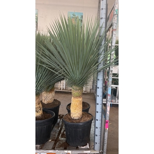 YUC ROSTRATA