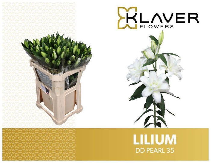 <h4>LI OR DU DD PEARL</h4>