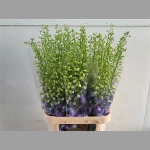 Delphinium El Aurora Blue