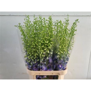 Delphinium El Aurora Blue