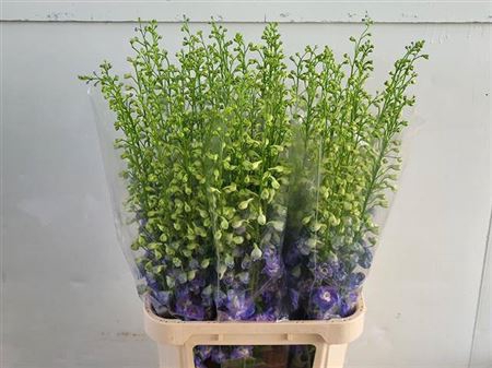<h4>Delph Du Aurora Blue</h4>