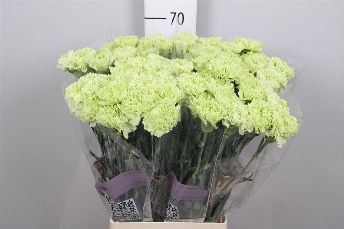 <h4>Di St Goblin</h4>