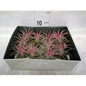 Tillandsia