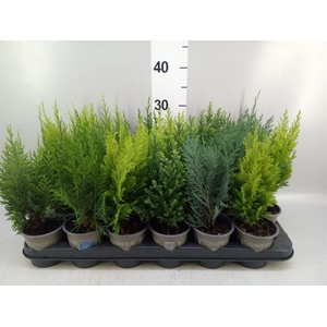 Conifers ...mix
