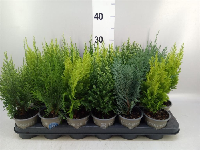 <h4>Conifers ...mix</h4>