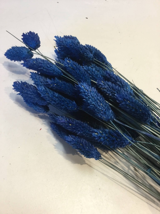 DRIED FLOWERS - PHALARIS BLUE