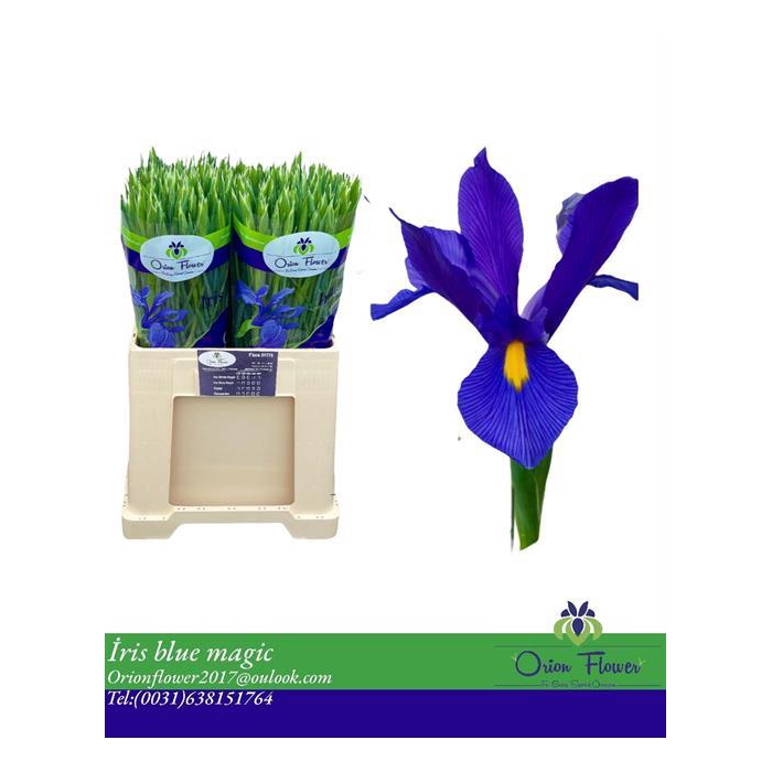 <h4>IRIS BLUE MAGIC</h4>