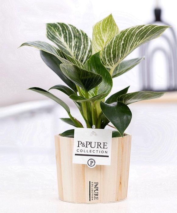 <h4>Philodendron White Wave in P&PURE Wood 5</h4>