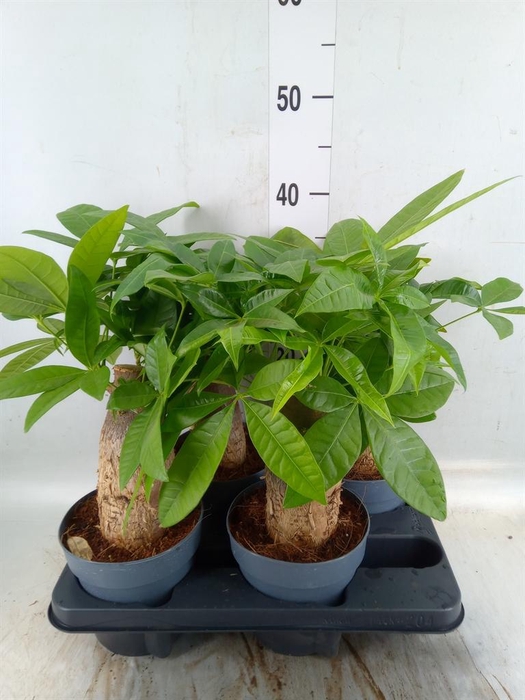 <h4>Pachira aquatica</h4>