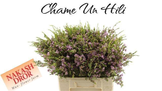 <h4>CHAME UN HILI</h4>