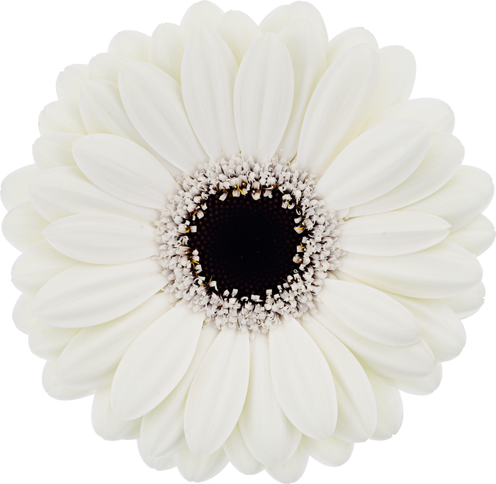 <h4>Germini Olaf Doos</h4>