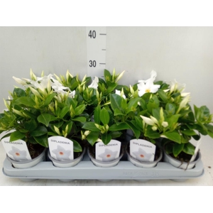 Mandevilla sand. 'Rio White'